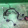 Проводка двери Ford Fiesta Mk6 (2008-2017)