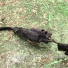 ФОТО Датчик ABS для Ford Edge 1 U387 (01.2006-04.2015) Киев