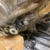 ФОТО АКПП (коробка автомат) для Nissan Pathfinder R52 Киев