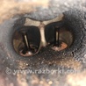 ФОТО Двигатель бензиновый для Toyota Camry 30 XV30 (09.2001-03.2006) Киев