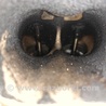 ФОТО Двигатель бензиновый для Toyota Camry 30 XV30 (09.2001-03.2006) Киев