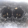 ФОТО Двигатель бензиновый для Toyota Camry 40 XV40 (01.2006-07.2011) Киев