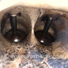 ФОТО Двигатель бензиновый для Honda Accord CM (11.2002 - 12.2008) Киев