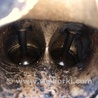 ФОТО Двигатель бензиновый для Honda Accord CM (11.2002 - 12.2008) Киев