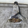 ФОТО АКПП (коробка автомат) для Lexus LS460 (06-12) Киев