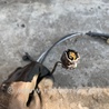 ФОТО Провод датчика ABS для Lexus CT200 (11-17) Киев