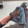 ФОТО Проводка высоковольтной батареи для Toyota Prius 30 (09-17) Киев