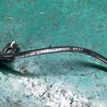 ФОТО Провод датчика ABS для KIA Sedona (14-18) Киев