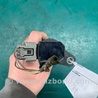 ФОТО Катушка зажигания для Lexus LS460 (06-12) Киев