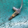 ФОТО Датчик ABS для Toyota RAV-4 (05-12) Киев