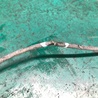 ФОТО Датчик ABS для Toyota RAV-4 (05-12) Киев