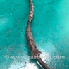 ФОТО Датчик ABS для MINI Clubman R55 (04.2008-11.2014) Киев