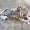 ФОТО Цапфа для Subaru Outback Киев