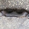 ФОТО Подушка редуктора для Subaru Impreza GD/GG Киев
