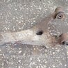 Рычаг подвески Subaru Impreza GD/GG
