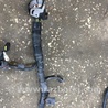 ФОТО Проводка для Subaru Legacy (все модели) Киев