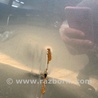 ФОТО Дверь для Subaru Outback Киев