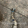 ФОТО Шланг кондиционера для KIA Sorento Киев