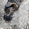 ФОТО Рулевой карданчик для Subaru Impreza GD/GG Киев