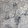 Датчик ABS Subaru Impreza GD/GG