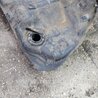 ФОТО Бензобак для Subaru Impreza GD/GG Киев