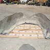 ФОТО Подкрылок для Toyota Camry 10 XV10 (09.1991-08.1996) Киев