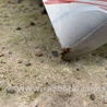 ФОТО Капот для Toyota Camry 40 XV40 (01.2006-07.2011) Киев
