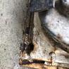ФОТО Дверь для Mazda 626 GD/GV (1987-1997) Киев