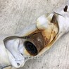ФОТО Airbag сидения для Ford Focus 3 (01.2010 - 03.2018) Киев