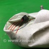 ФОТО Airbag сидения для KIA Forte TD (08-13) Киев