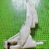 Бачок омывателя для Ford Focus 1 (07.1998 - 09.2004) Киев XS4117618