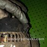 Генератор для Volkswagen T4 Transporter, Multivan (09.1990-06.2003) Киев 028903025P
